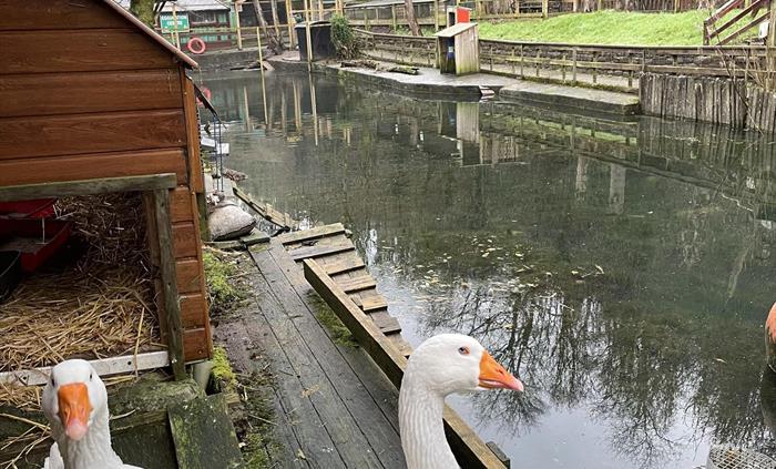 Our Geese enjoying our pond